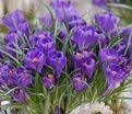 Крокус Флауэр Рекорд (Crocus Flower Record) — фото 7