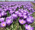 Крокус Флауэр Рекорд (Crocus Flower Record) — фото 8