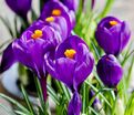 Крокус Флауэр Рекорд (Crocus Flower Record) — фото 9