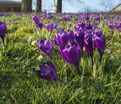 Крокус Флауэр Рекорд (Crocus Flower Record) — фото 10