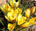 Крокус Фускотинктус (Crocus Fuscotinctus) — фото 3
