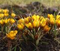 Крокус Фускотинктус (Crocus Fuscotinctus) — фото 4