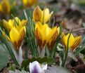 Крокус Фускотинктус (Crocus Fuscotinctus) — фото 5