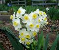 Нарцисс Аваланч (Narcissus Avalanche) — фото 2