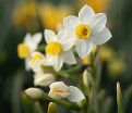 Нарцисс Аваланч (Narcissus Avalanche) — фото 3