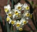 Нарцисс Аваланч (Narcissus Avalanche) — фото 4