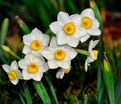 Нарцисс Аваланч (Narcissus Avalanche) — фото 5