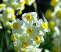 Нарцисс Аваланч (Narcissus Avalanche) — фото 6