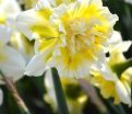 Нарцисс Айс Кинг (Narcissus Ice King) — фото 3