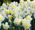 Нарцисс Айс Кинг (Narcissus Ice King) — фото 4