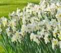 Нарцисс Айс Фоллиз (Narcissus Ice Follies) — фото 3