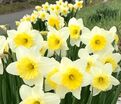 Нарцисс Айс Фоллиз (Narcissus Ice Follies) — фото 5