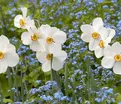 Нарцисс Актея (Narcissus Actaea) — фото 2