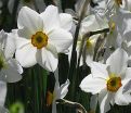 Нарцисс Актея (Narcissus Actaea) — фото 3