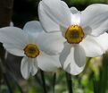 Нарцисс Актея (Narcissus Actaea) — фото 4