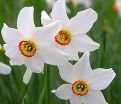 Нарцисс Актея (Narcissus Actaea) — фото 8