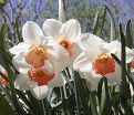 Нарцисс Акцент (Narcissus Accent) — фото 2