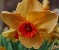 Нарцисс Альтруист (Narcissus Altruist) — фото 2