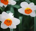 Нарцисс Баррет Браунинг (Narcissus Barrett Browning) — фото 2