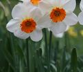 Нарцисс Баррет Браунинг (Narcissus Barrett Browning) — фото 3