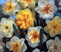 Нарцисс Баттерфлай Микс (Narcissus Butterfly Mix) — фото 5