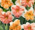 Нарцисс Баттерфлай Микс (Narcissus Butterfly Mix) — фото 6