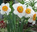 Нарцисс Белла Виста (Narcissus Bella Vista) — фото 2