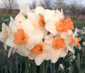 Нарцисс Белла Виста (Narcissus Bella Vista) — фото 3