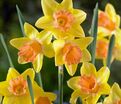 Нарцисс Блашинг Леди (Narcissus Blushing Lady) — фото 3