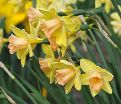 Нарцисс Блашинг Леди (Narcissus Blushing Lady) — фото 4