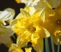 Нарцисс Блейзинг Старлет (Narcissus Blazing Starlet) — фото 2