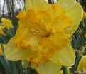 Нарцисс Блейзинг Старлет (Narcissus Blazing Starlet) — фото 3