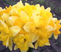 Нарцисс Блейзинг Старлет (Narcissus Blazing Starlet) — фото 4