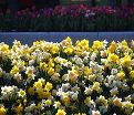 Нарцисс ботанический Микс (Narcissus Botanical Mix) — фото 2
