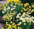Нарцисс ботанический Микс (Narcissus Botanical Mix) — фото 4