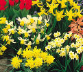 Нарцисс ботанический Микс (Narcissus Botanical Mix) — фото 5