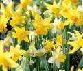 Нарцисс ботанический Микс (Narcissus Botanical Mix) — фото 6