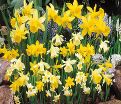 Нарцисс ботанический Микс (Narcissus Botanical Mix) — фото 7
