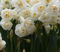 Нарцисс Брайдал Краун (Narcissus Bridal Crown) — фото 2