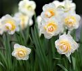 Нарцисс Брайдал Краун (Narcissus Bridal Crown) — фото 3