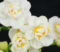 Нарцисс Брайдал Краун (Narcissus Bridal Crown) — фото 5