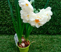Нарцисс Брайдал Краун (Narcissus Bridal Crown) — фото 6