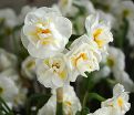 Нарцисс Брайдал Краун (Narcissus Bridal Crown) — фото 9