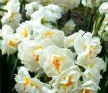 Нарцисс Брайдал Краун (Narcissus Bridal Crown) — фото 10