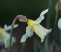 Нарцисс В. П. Милнер (Narcissus W.P. Milner) — фото 2