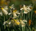 Нарцисс В. П. Милнер (Narcissus W.P. Milner) — фото 3