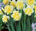 Нарцисс Вествард (Narcissus Westward) — фото 2