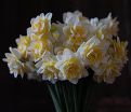 Нарцисс Вествард (Narcissus Westward) — фото 3