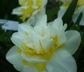 Нарцисс Вествард (Narcissus Westward) — фото 4