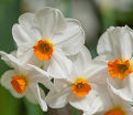 Нарцисс Гераниум (Narcissus Geranium) — фото 2